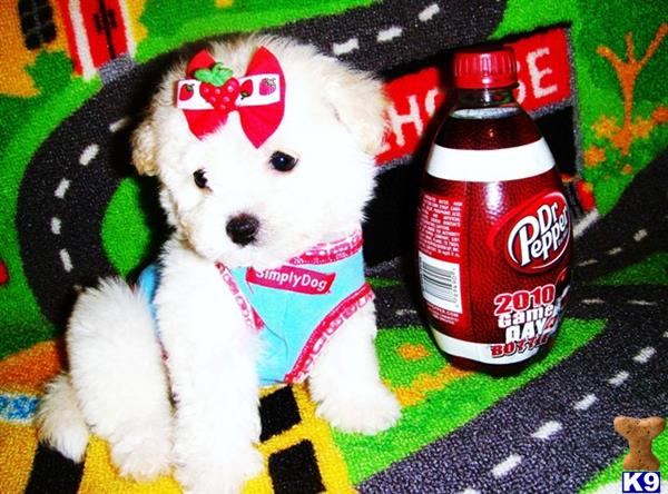 Maltipoo dog