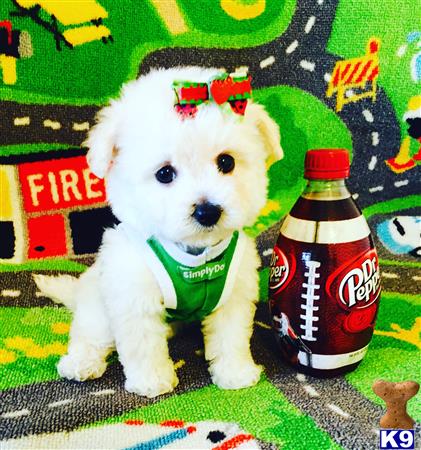 Maltipoo dog