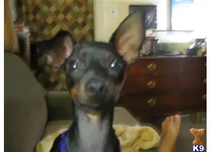 Miniature Pinscher