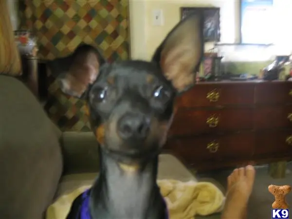 Miniature Pinscher female dog: Black and tan Miniature Pinscher with alert ears in a living room