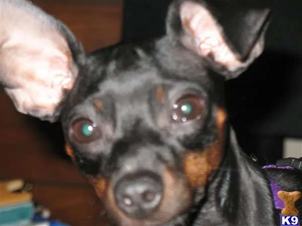 Miniature Pinscher female dog: Black and tan Miniature Pinscher with large ears in close-up