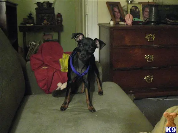 Miniature Pinscher female dog: Black and tan Miniature Pinscher sitting on a couch indoors