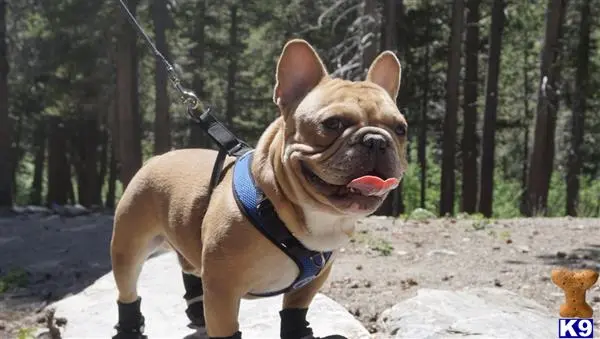 French Bulldog stud dog