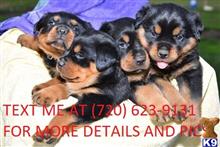 rottweiler puppy posted by tiressethompson