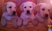 labrador retriever puppy posted by tishawinnett