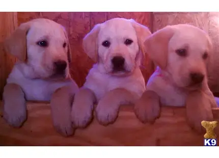 Labrador Retriever