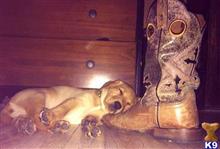 Labrador Retriever puppy for sale: Sleeping yellow Labrador puppy next to a cowboy boot