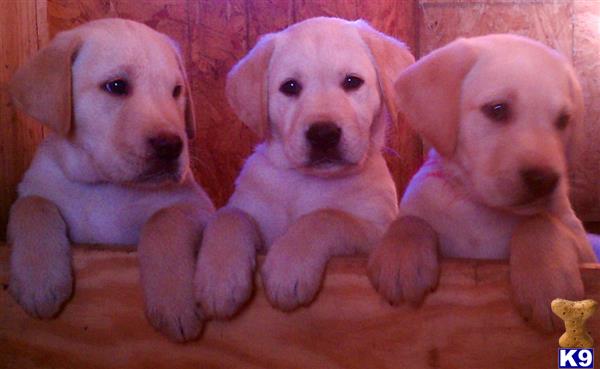 a group of labrador retriever puppies
