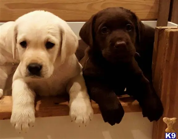 Labrador Retriever puppy for sale