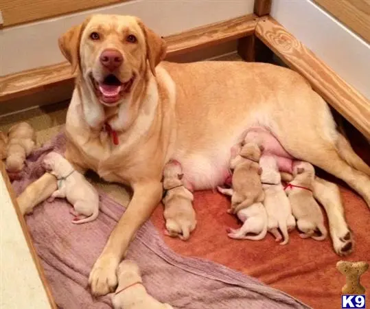 Labrador Retriever puppy for sale