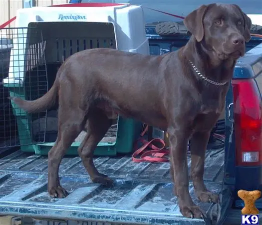 Labrador Retriever puppy for sale