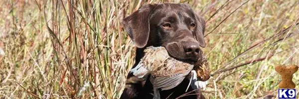 Labrador Retriever puppy for sale