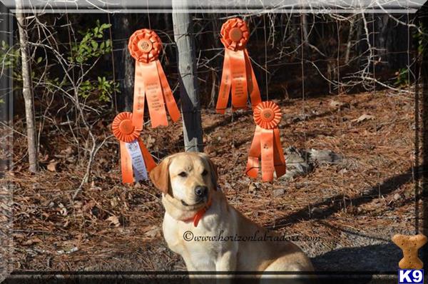 Labrador Retriever puppy for sale