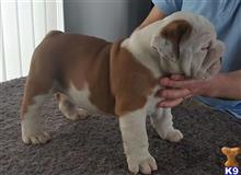 english bulldog puppy posted by titacona