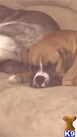 Boxer stud dog