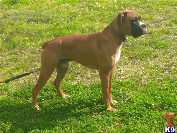 Boxer stud dog