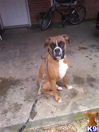 Boxer stud dog