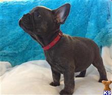 french bulldog puppy posted by titoimperial