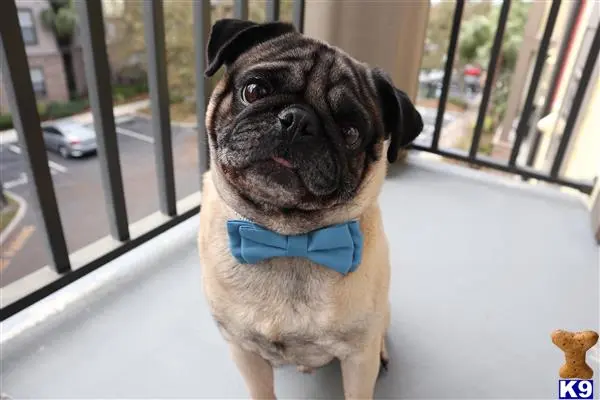 Pug stud dog