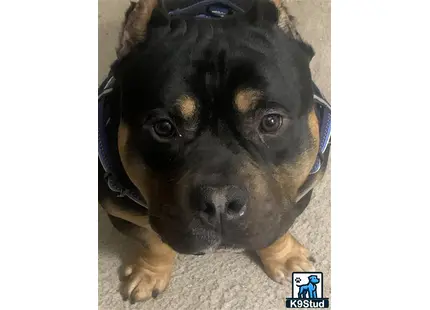a american bully dog lying on the ground