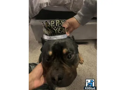 a american bully dog with a bandana on its head