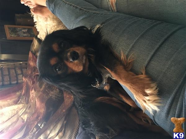 a cavalier king charles spaniel dog lying on a couch