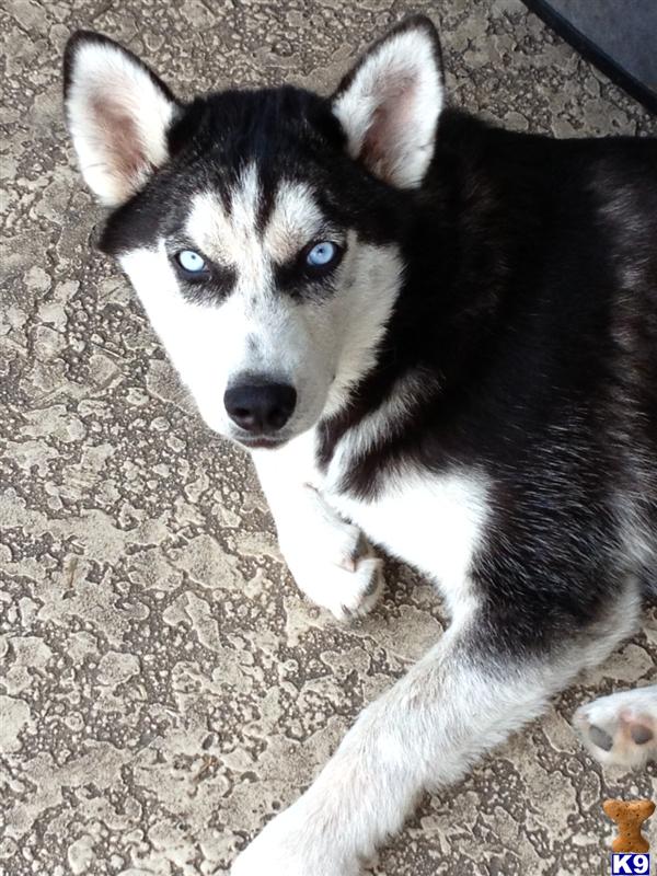Siberian Husky Puppy for Sale Black and White Blue Eyed