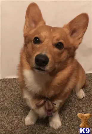 Pembroke Welsh Corgi stud dog