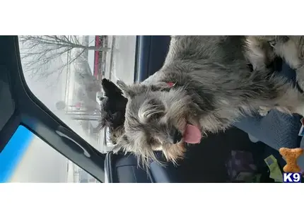 Miniature Schnauzer