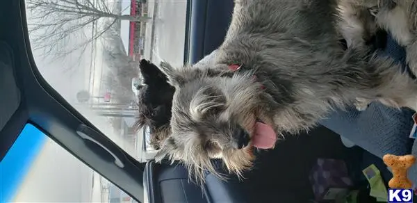 Miniature Schnauzer stud dog