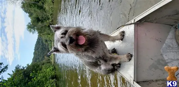 Miniature Schnauzer stud dog