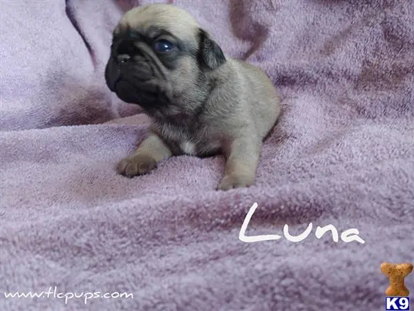 Pug puppy for sale