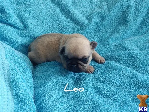 Pug puppy for sale