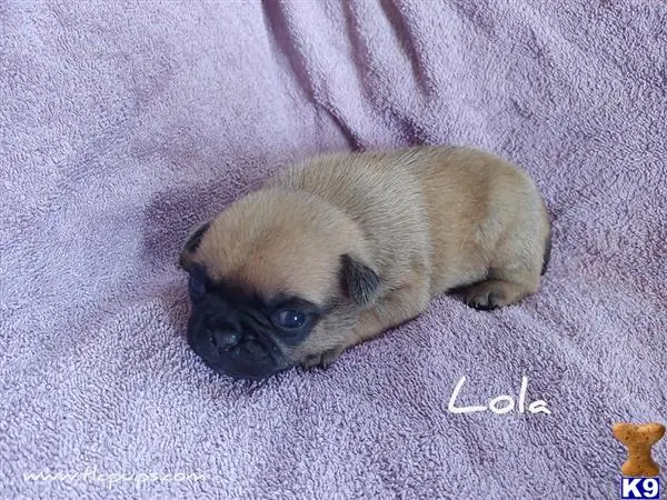 Pug puppy for sale