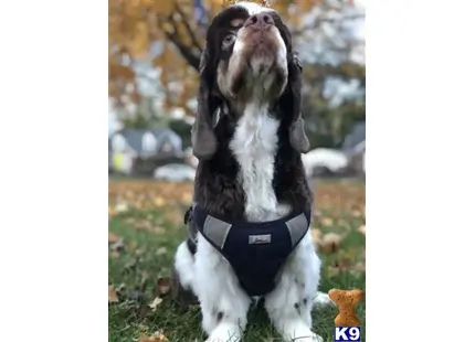 American Cocker Spaniel