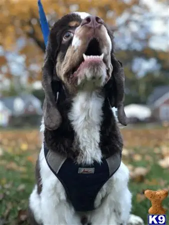 American Cocker Spaniel stud dog