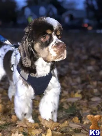 American Cocker Spaniel stud dog