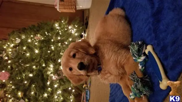 Golden Retriever stud dog