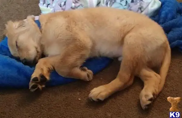 Golden Retriever stud dog