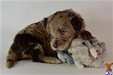 labradoodle puppy posted by tlogan1596
