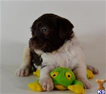 labradoodle puppy posted by tlogan1596