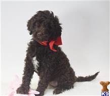 labradoodle puppy posted by tlogan1596