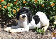 labradoodle puppy posted by tlogan1596