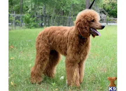 Poodle