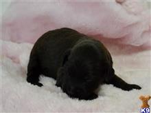 whoodle puppy posted by tlogan1596
