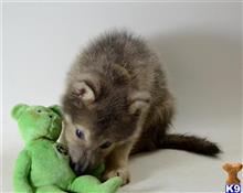 wolf dog puppy posted by tlogan1596