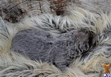 wolf dog puppy posted by tlogan1596