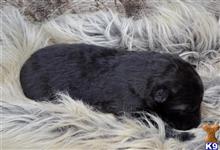 wolf dog puppy posted by tlogan1596