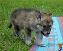 wolf dog puppy posted by tlogan1596