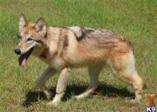 wolf dog puppy posted by tlogan1596